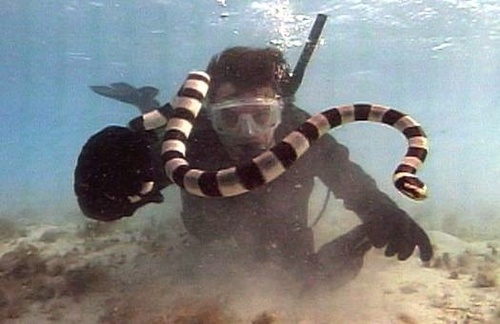  Sea snake