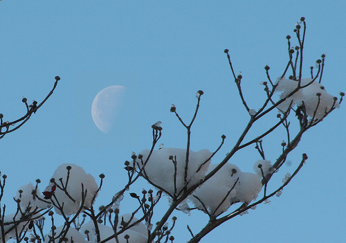  Snow & moon