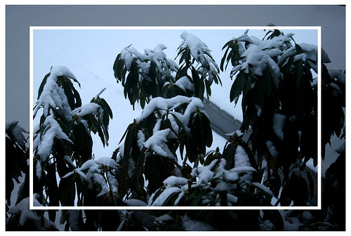  Snow on the rhodie