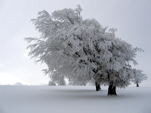  Snow-covered درخت