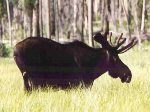  Swedish Moose