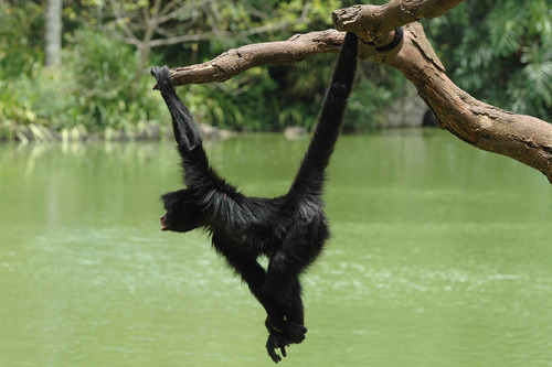  Swinging Monkey