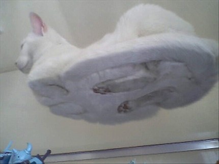  tavolo Cat