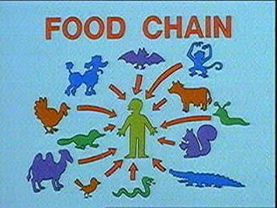  The 食物 Chain