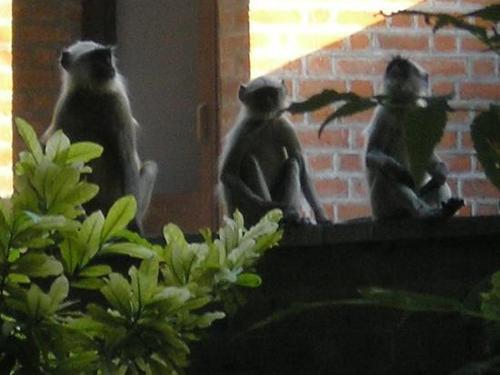  Three Monkeys