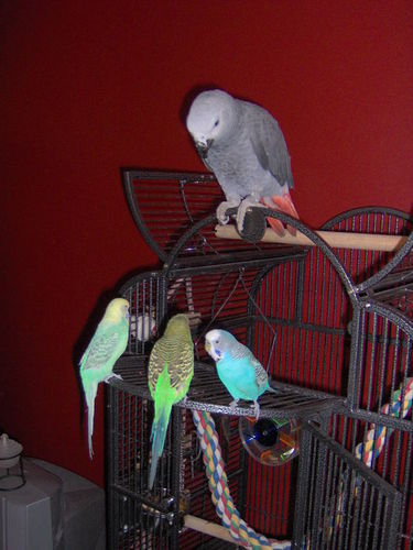  Tobbi and our other parrots