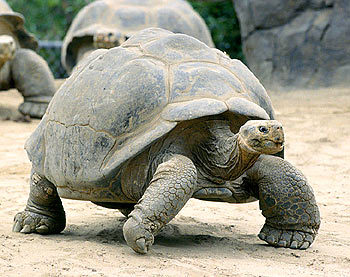  Tortoise-Galapogus