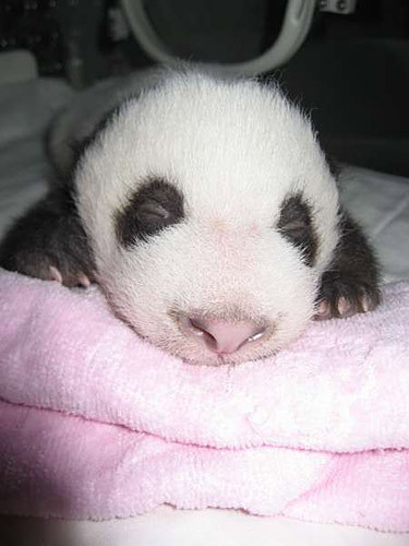  Very small panda