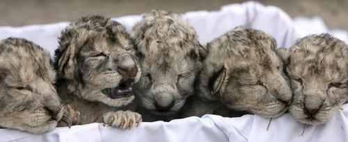  White lion bébés