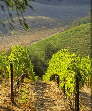  Wine Vineyards and Grapes