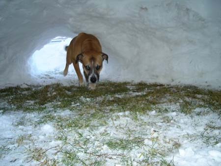  Dog in snow cave