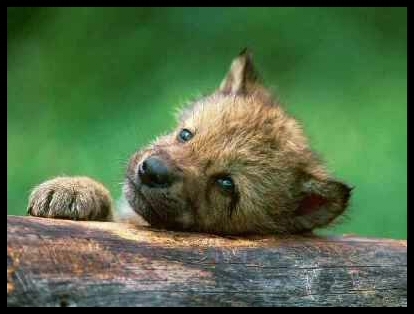  狼, オオカミ Cub