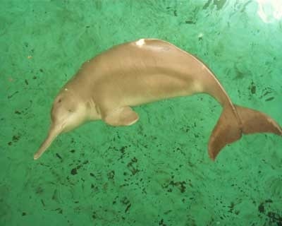 Yangtze river дельфин