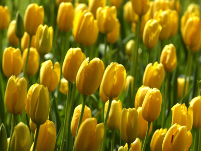  Yellow Tulips