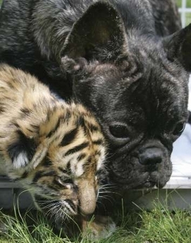  tiger cub & dog