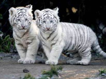  baby बाघों