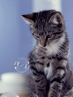  cat watching bubble