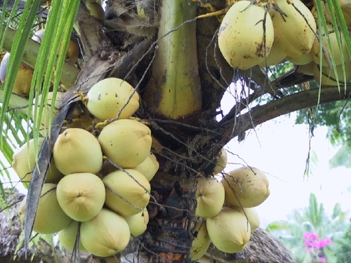  coconuts