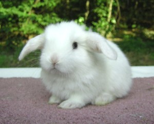  cute white mini lop