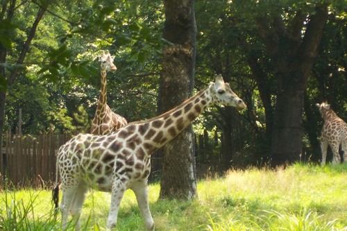  giraffe at bronx zoo