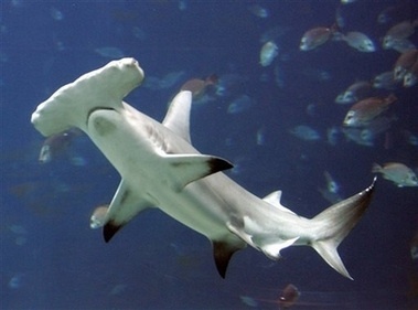  hammerhead sharks