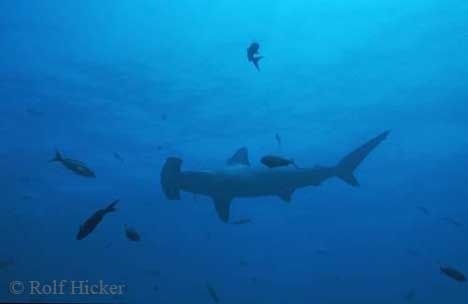  hammerhead sharks