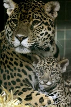  mom & cub