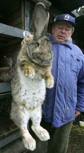  largest rabbit alive