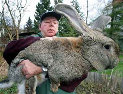 largest rabbit alive