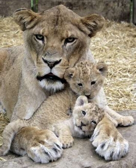  lion & cubs