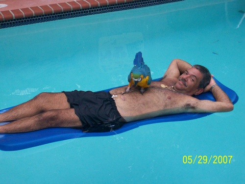  my dad and burung beo, kakatua in pool!