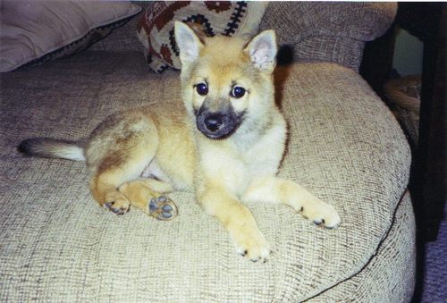  my shiba as a कुत्ते का बच्चा, पिल्ला