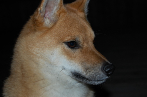 my shiba inu named ours