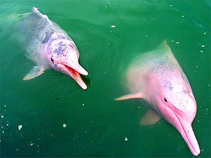  màu hồng, hồng dolphins