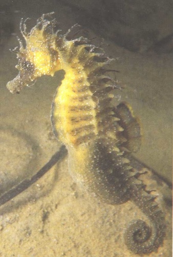  pregnant male seahorse