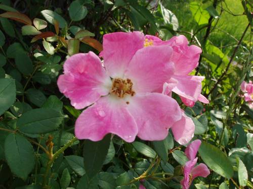 rose arbusto, bush