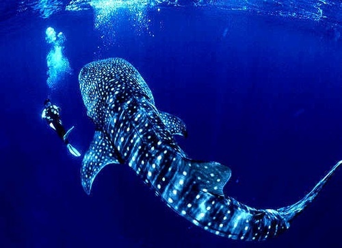  walvis haai