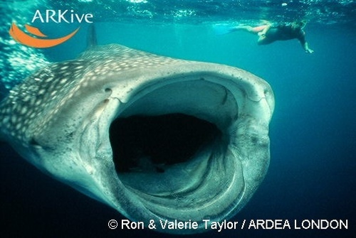  cá voi cá mập