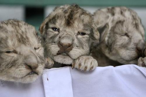  white lion bébés