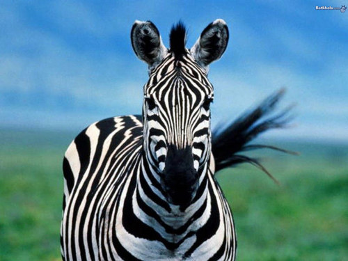 kuda zebra, zebra