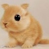 Cute Animal........That I dont Know wht it is Pucca_Pink photo