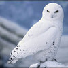 A White Owl Pucca_Pink photo