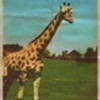 I <3 giraffes! circusbambam99 photo